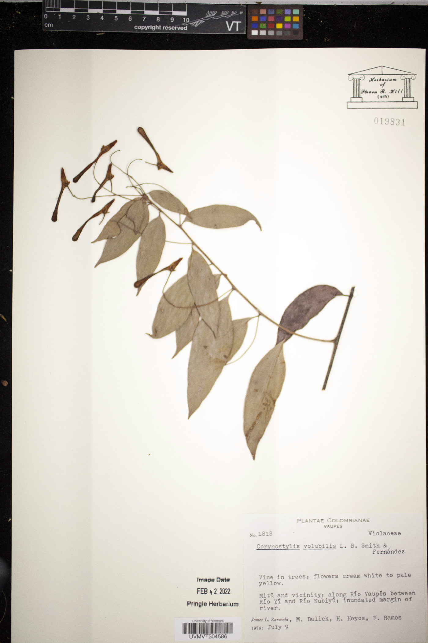 Calyptrion volubile image