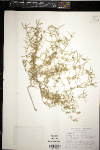 Hybanthus verticillatus image