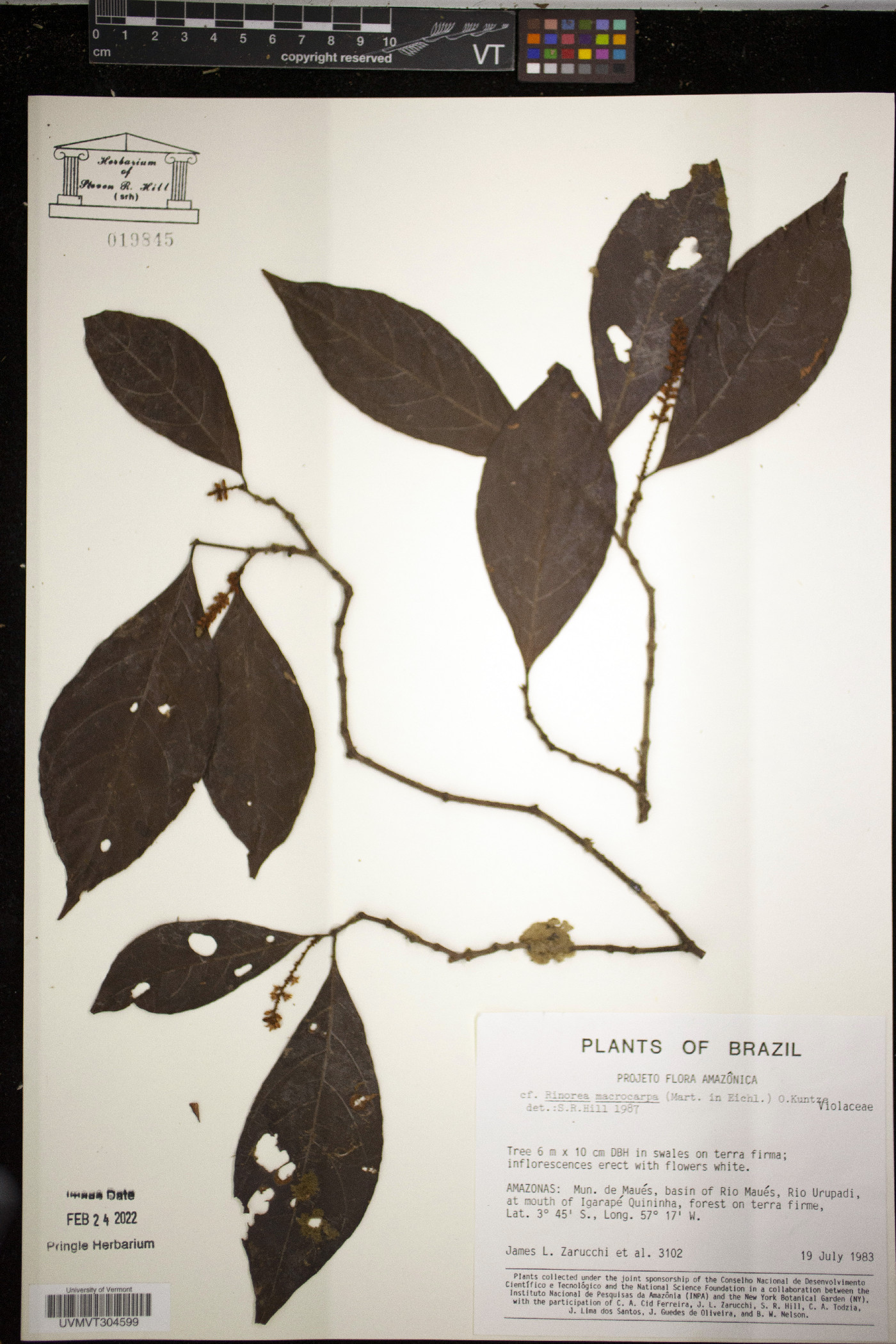 Rinorea macrocarpa image