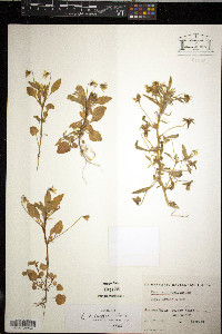 Viola arvensis image