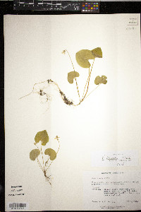 Viola blanda image