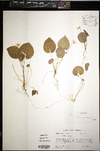 Viola blanda image