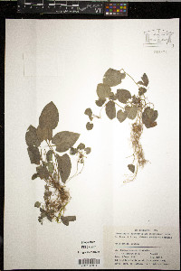 Viola davidii image