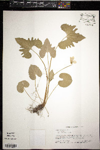 Viola esculenta image