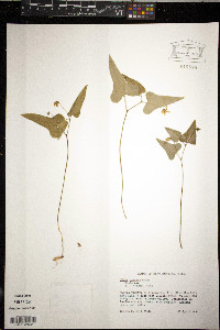 Viola hastata image