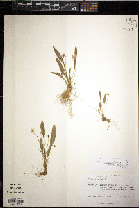 Viola lanceolata image