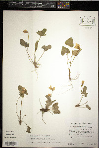 Viola palmata var. palmata image