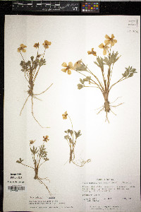Viola pedata var. pedata image