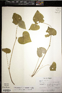 Viola pubescens var. eriocarpa image