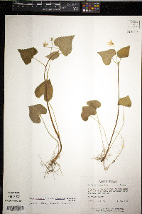 Viola pubescens var. eriocarpa image