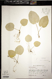 Viola rotundifolia image