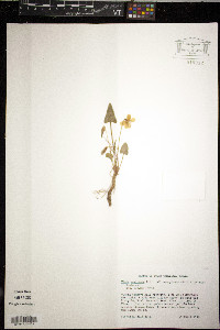 Viola sagittata var. sagittata image