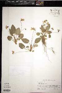Viola sagittata var. sagittata image