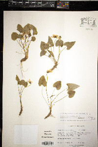 Viola sagittata var. sagittata image