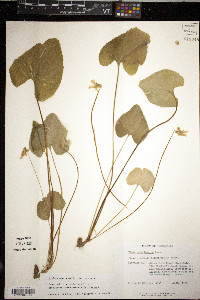 Viola sororia var. sororia image
