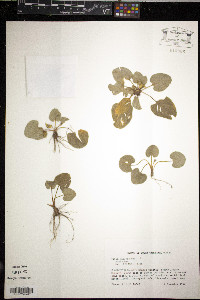 Viola villosa image
