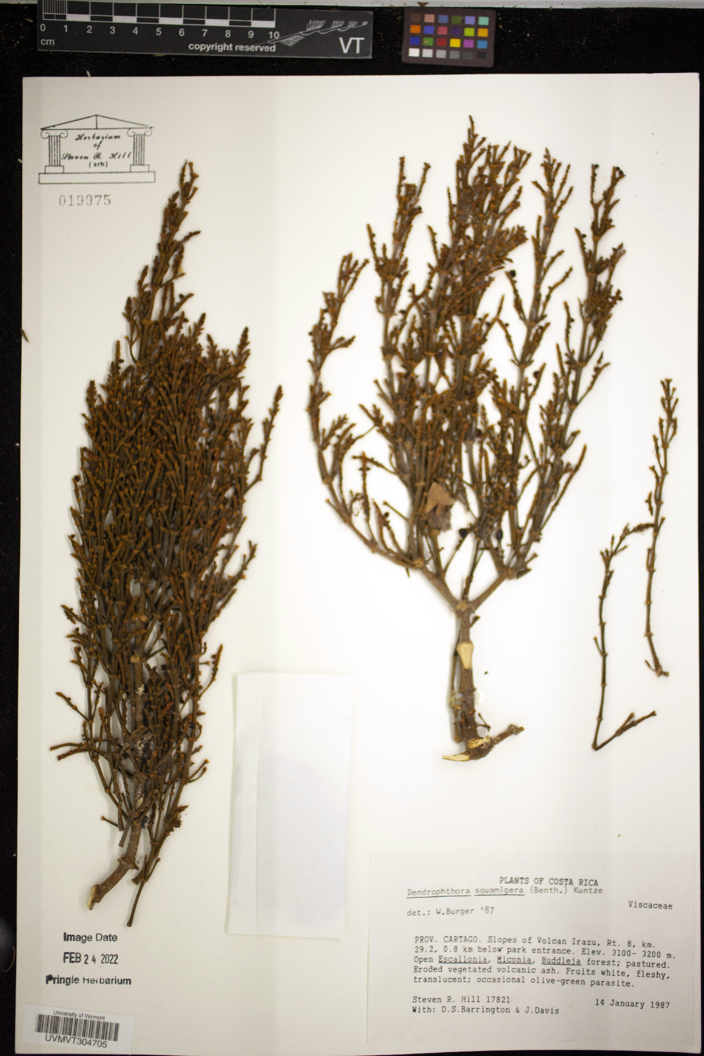 Dendrophthora squamigera image