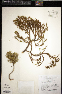 Phoradendron juniperinum image