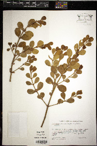 Phoradendron mucronatum image