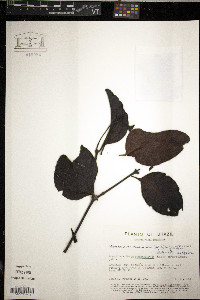 Phoradendron racemosum image
