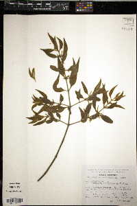 Phoradendron velutinum image
