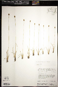 Xyris difformis var. difformis image