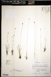 Xyris flabelliformis image
