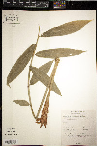 Media resource of Zingiber cylindricum