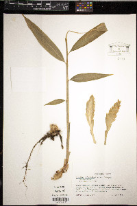 Zingiber officinale image