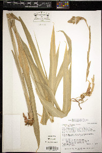 Zingiber officinale image