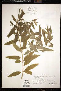 Aloysia triphylla image