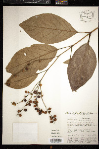 Citharexylum poeppigii image