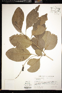 Citharexylum spinosum image