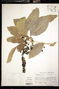 Citharexylum spinosum image