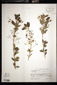 Clerodendrum aculeatum image