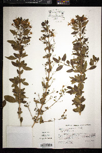 Clerodendrum aculeatum image