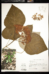 Clerodendrum bungei image