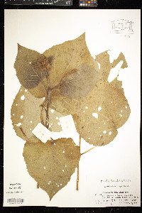 Clerodendrum bungei image