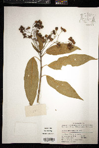 Media resource of Clerodendrum cyrtophyllum