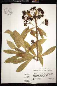 Clerodendrum indicum image