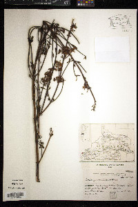 Diostea juncea image
