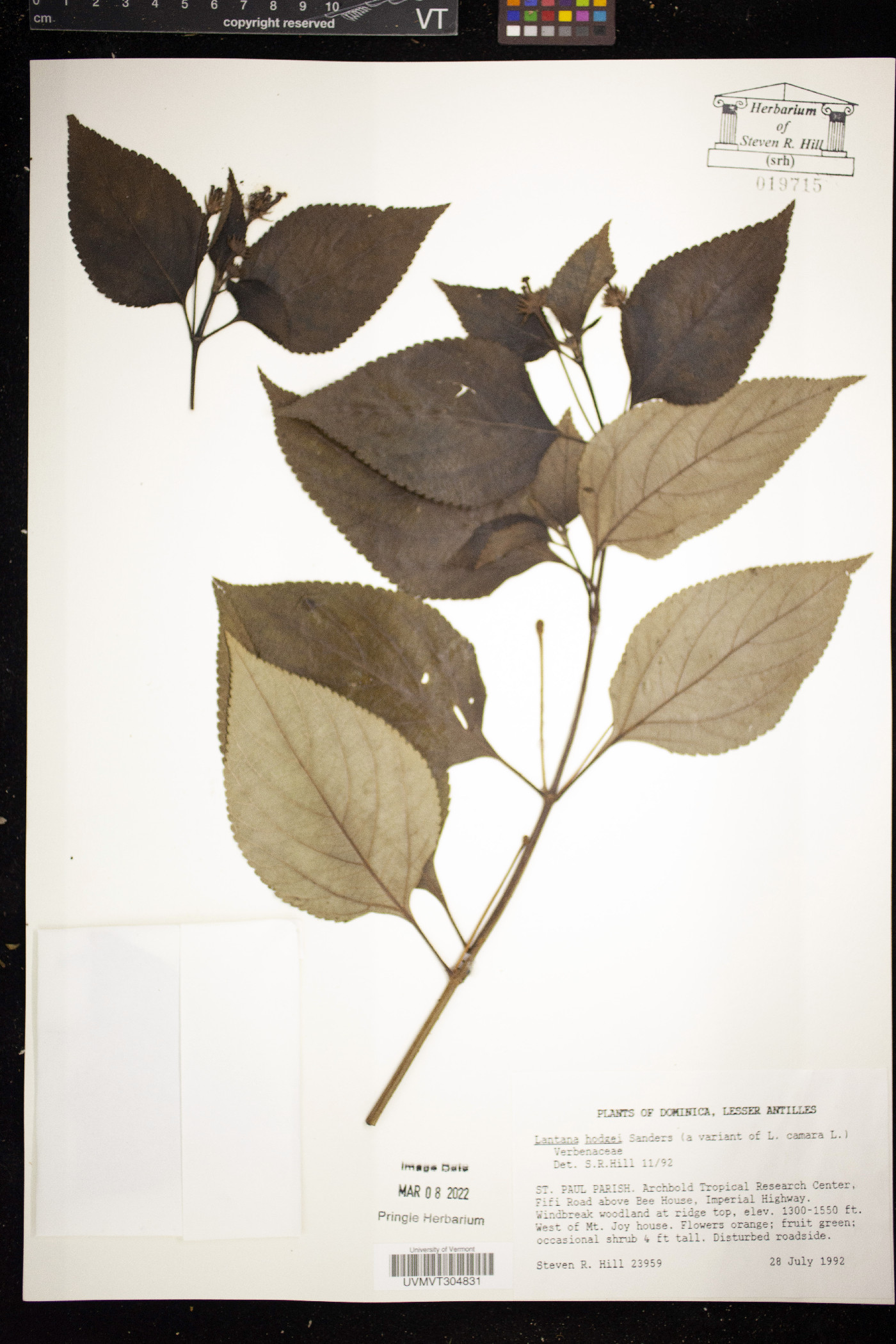 Lantana hodgei image