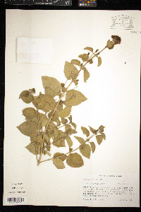 Lantana horrida image