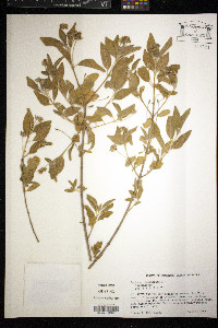 Lantana involucrata image
