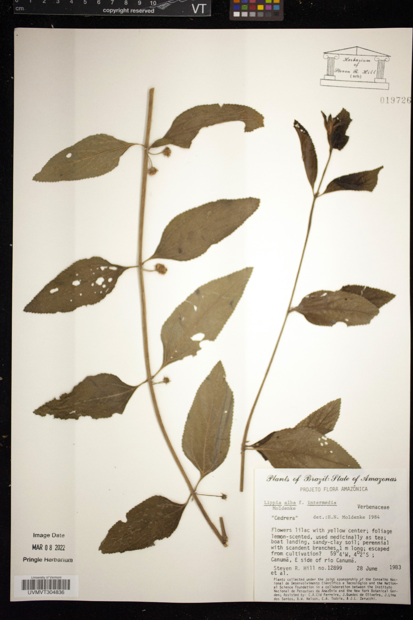 Lippia alba image