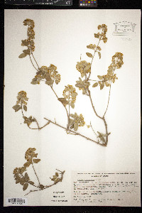 Lippia graveolens image