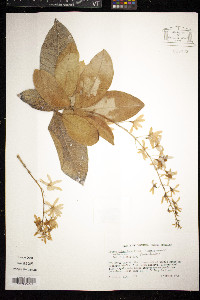 Petrea volubilis image