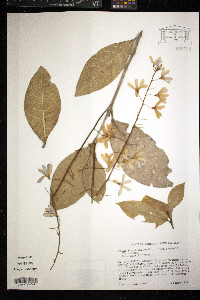 Petrea volubilis image