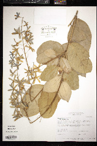 Petrea volubilis image