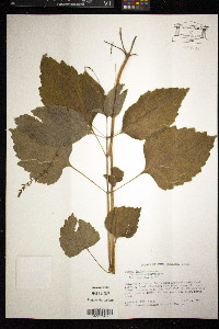 Phryma leptostachya image
